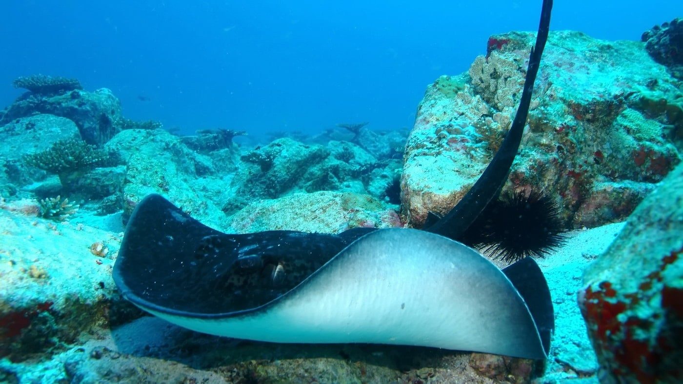 Seychellen Tauchspots