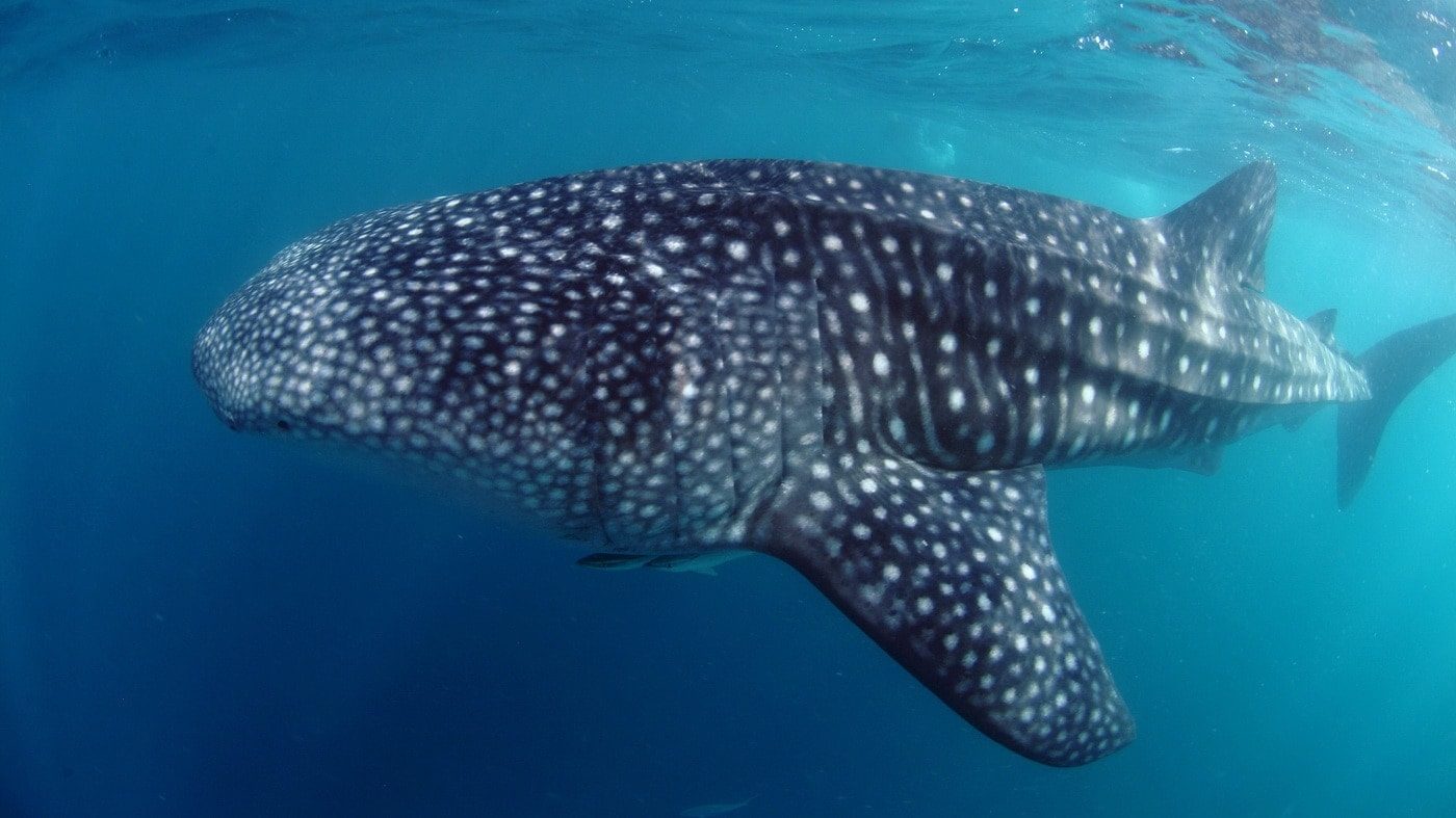 Seychellen Tauchspots