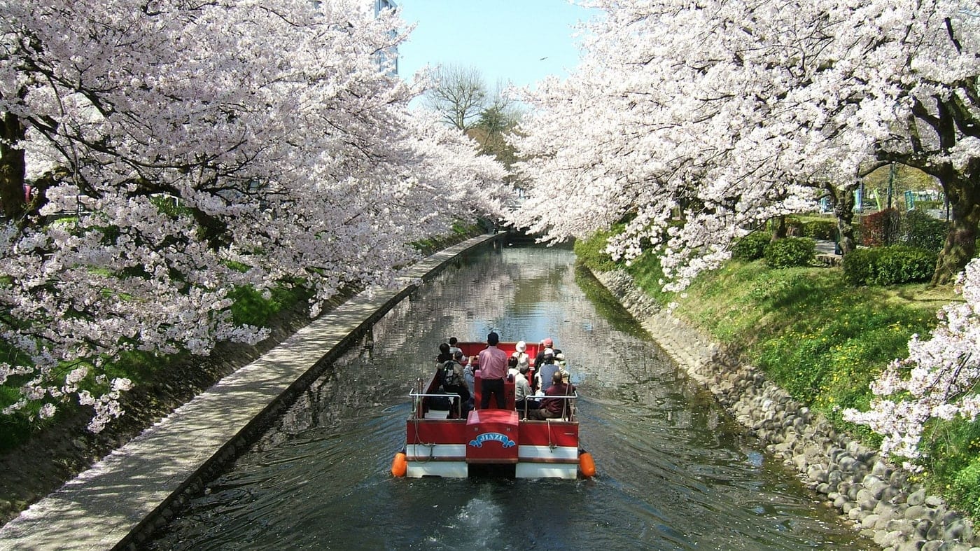 Japanese fora. Цветение Сакуры в Японии 2020. Киото цветение Сакуры. Киото в период цветения Сакуры. Сакура зацвела в Токио.