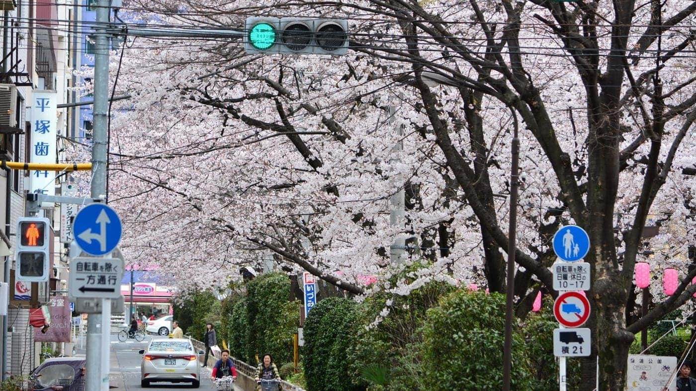 Kirschblüte Tokyo