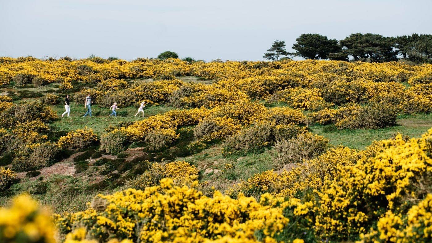 Jersey Frühling