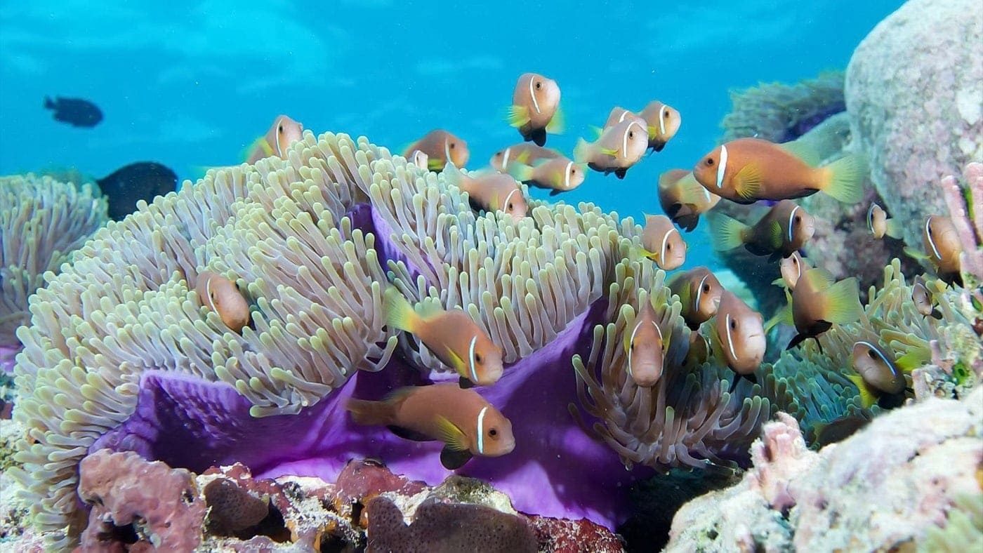 Malediven Korallenriffe