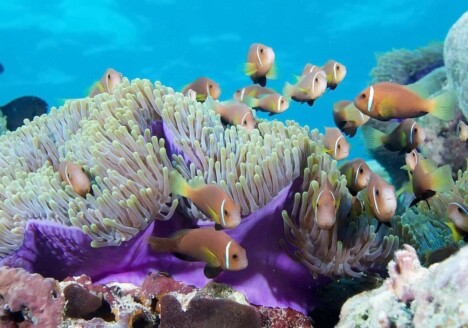 Malediven Korallenriffe