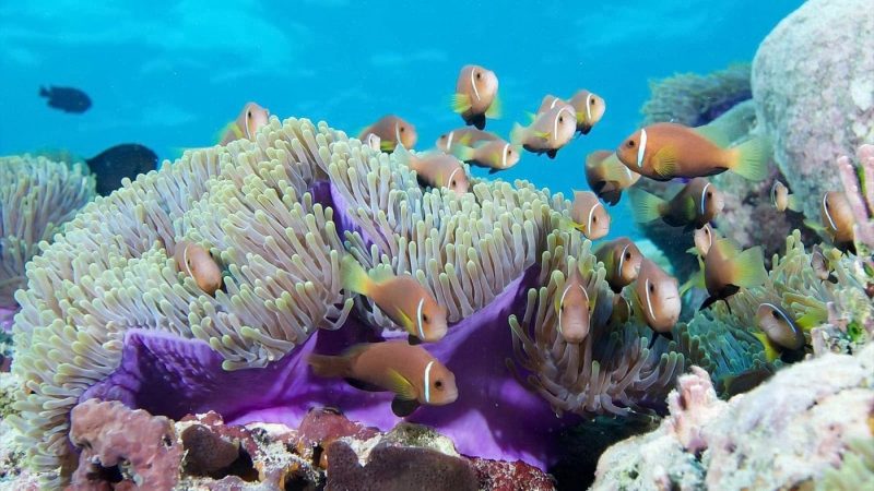 Malediven Korallenriffe
