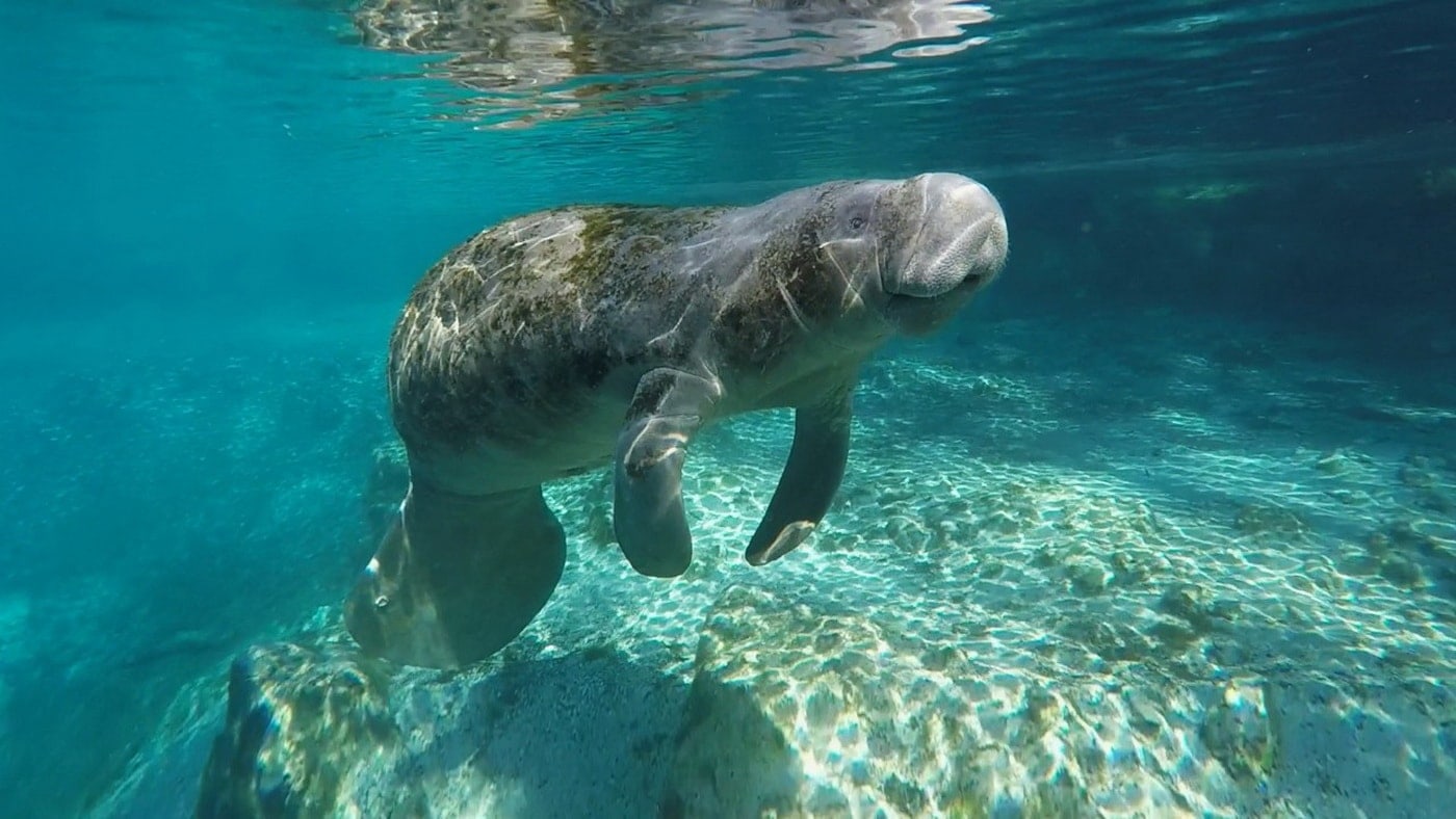 Virtuelle Ausflüge Florida