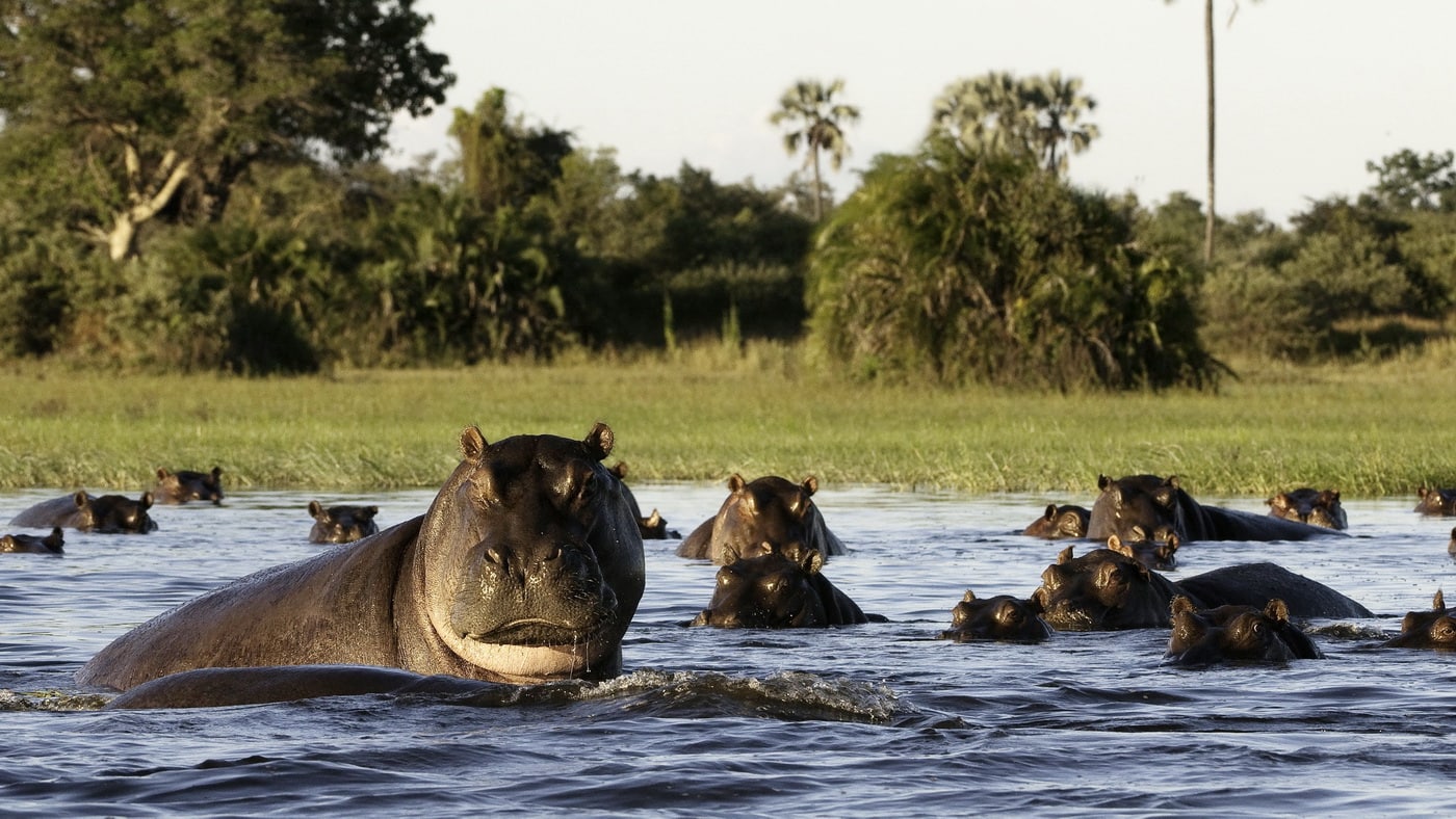 Okavango Delta