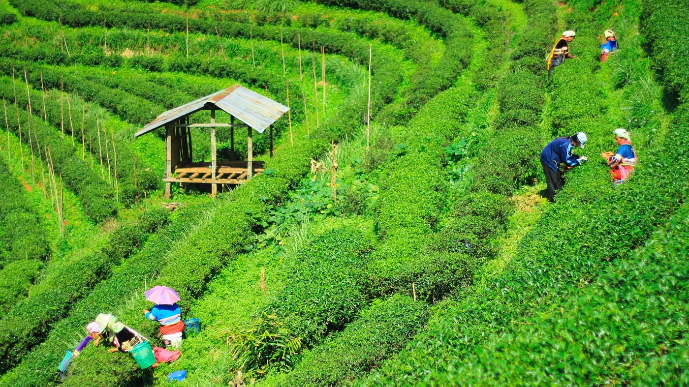 Teeplantage in Chiang Mai (c) TAT
