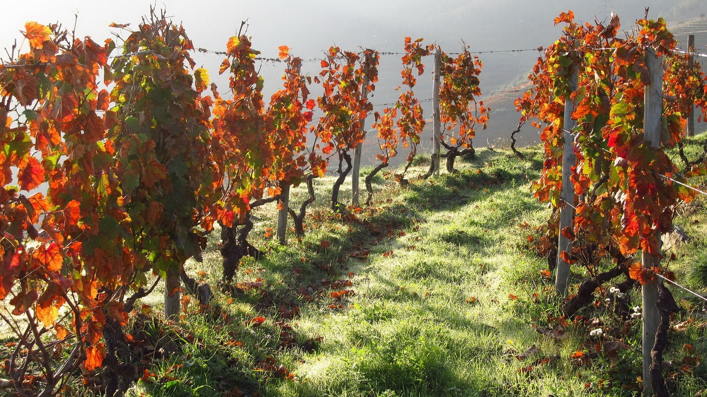 Portugal Wein
