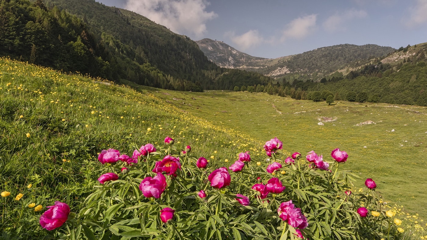 Trentino