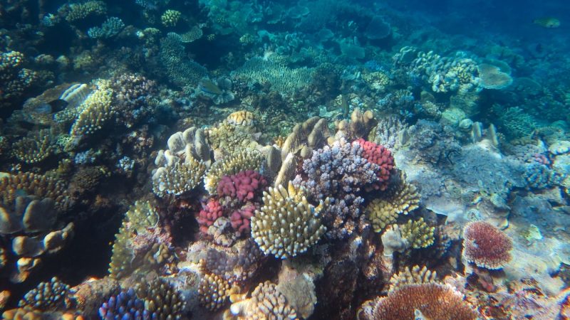 Great Barrier Reef