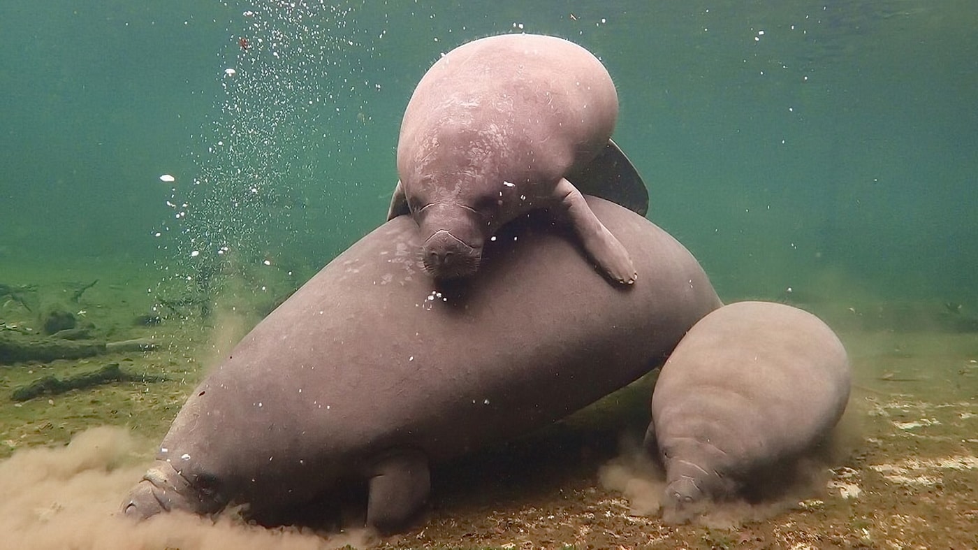 Manatee
